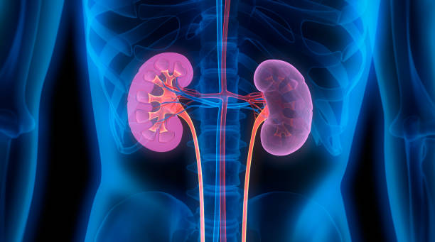 So you have been diagnosed with Kidney Disease – what now?